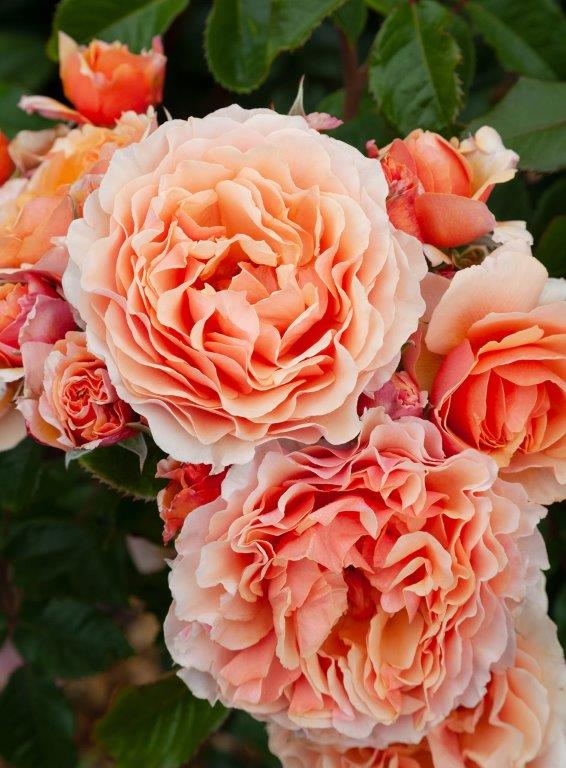 A Gardeners Dream Mattrae My Rose Collection Matthews Nurseries Ltd New 2021.jpg sml