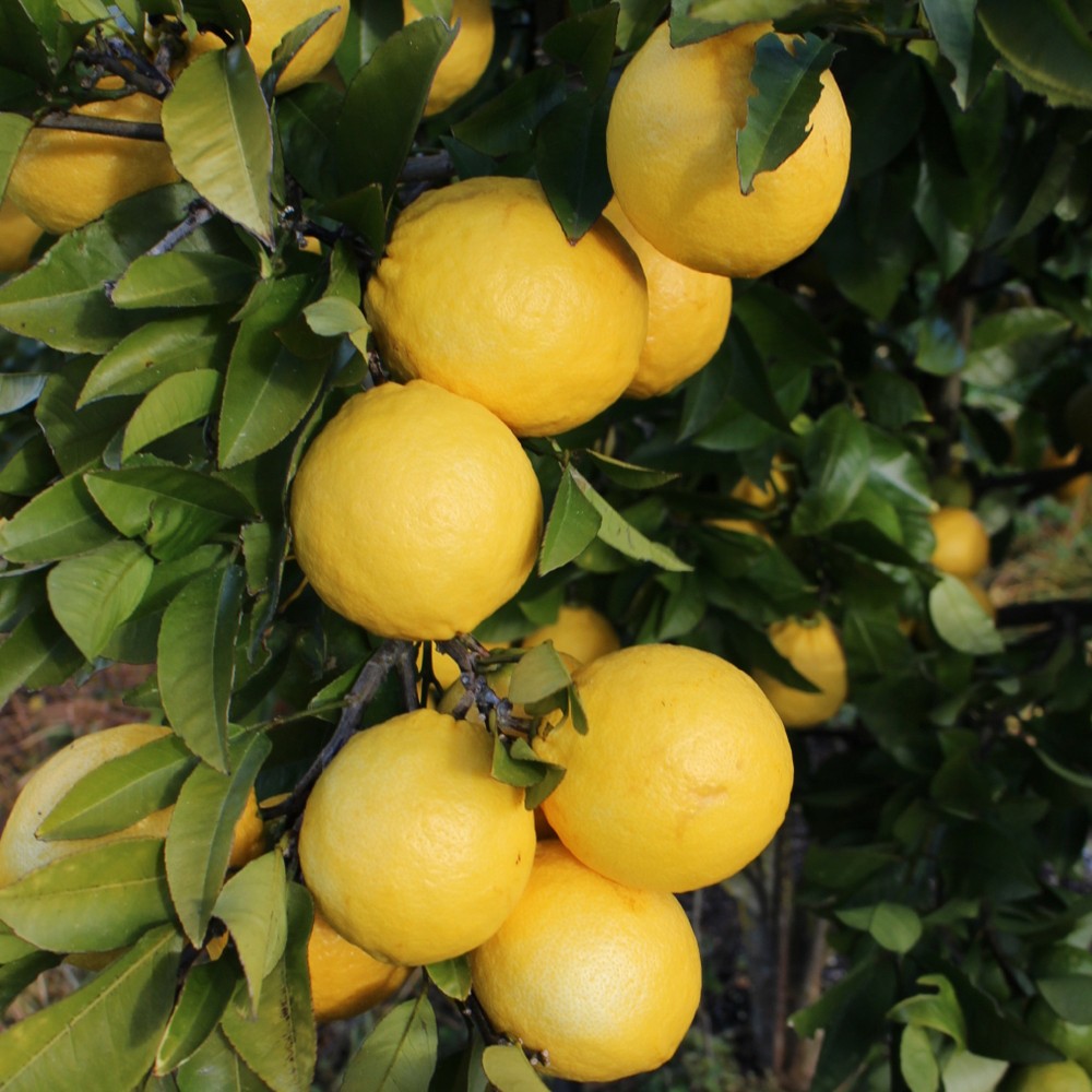 Citrus Lemonade 4.7L