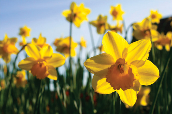 Daffodils2