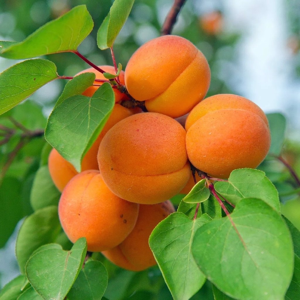 apricot trevatt fruiting plant