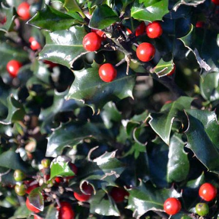 ilex blue angel 3