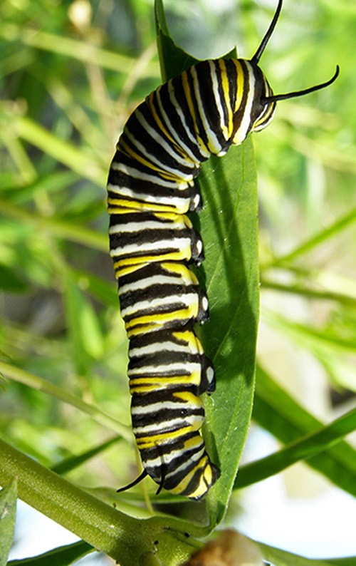 monarch caterpillar for side bar