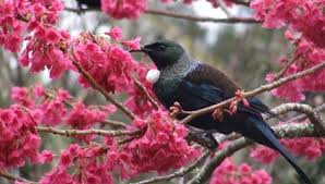 tui in blossom at Harrisons