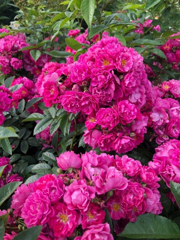 Perfumy Siluetta KORsilu14 Siluetta Climbing Rose Matthews Nurseries Ltd small