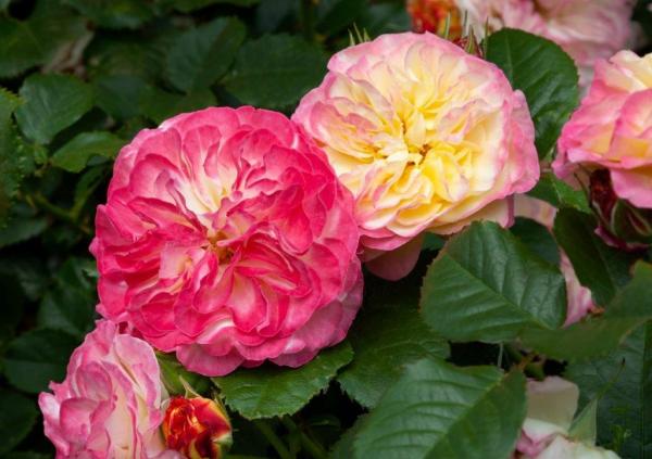 Fruit Salad Mattsert My Rose Collection Matthews Nurseries Ltd small