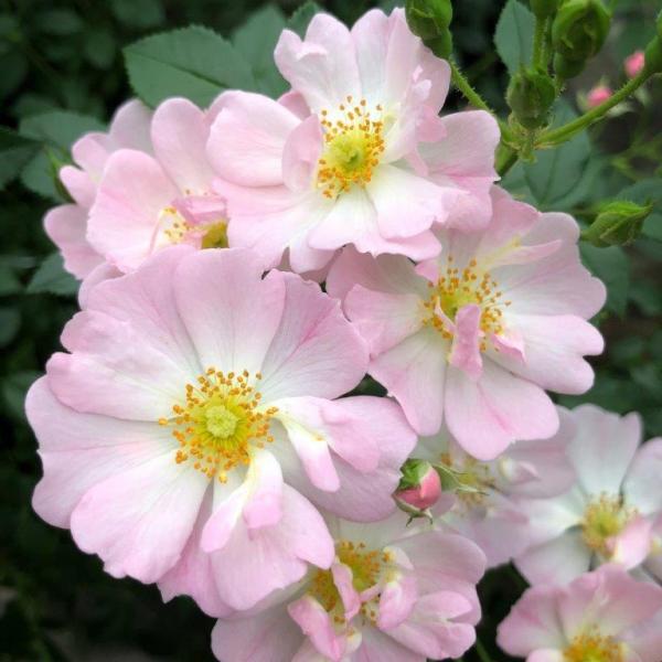 Starry Sky Korhubkah Shrublet Matthews Nurseries Ltd 2 small
