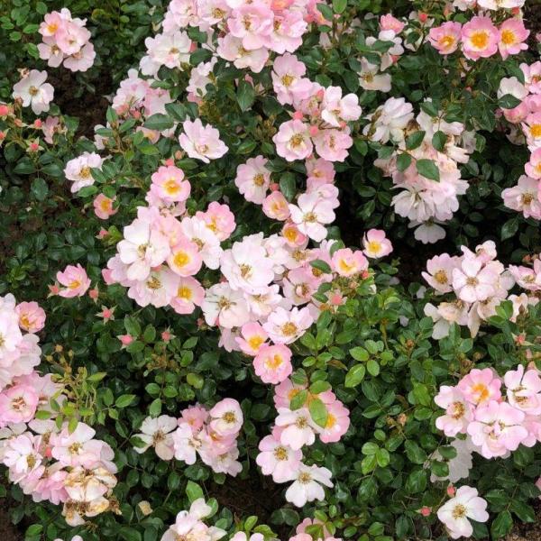 Starry Sky Korhubkah Shrublet Matthews Nurseries Ltd 3 small