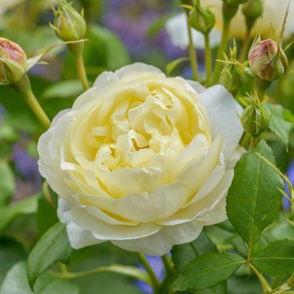 Vanessa Bell Auseasel David Austin Roses 1small