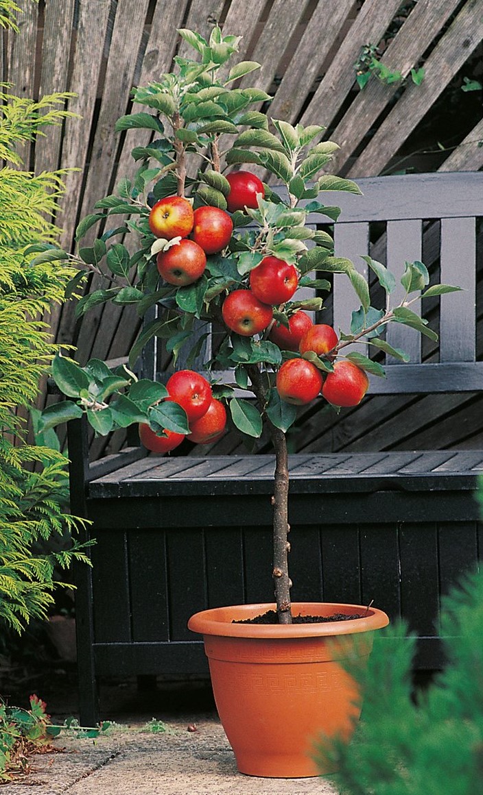 Apple Croquella3