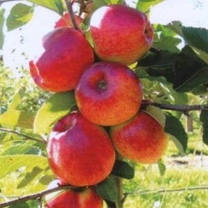 Apple Montys surprise 2