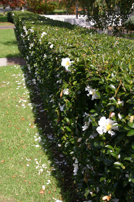 Camellia Setsugekka hedge