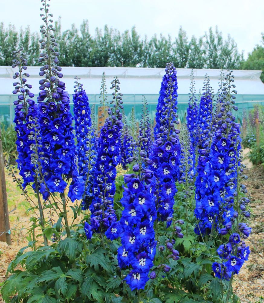 Delph Cobalt Dreams 2