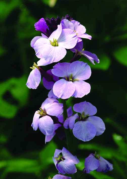 Erysimum LilacJoyTrents