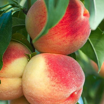 Peacherine