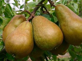 Pear Velvetine2