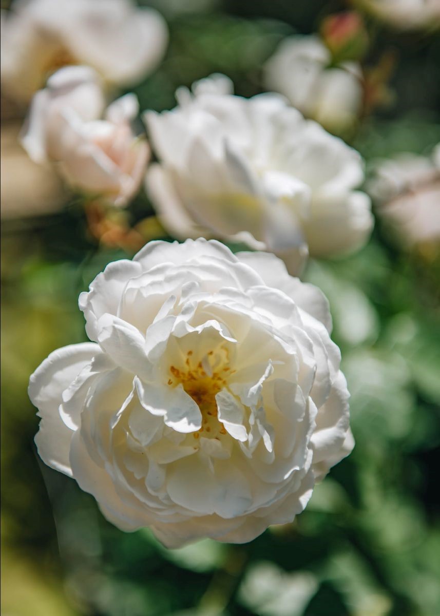 Rose DA Desdemona BF