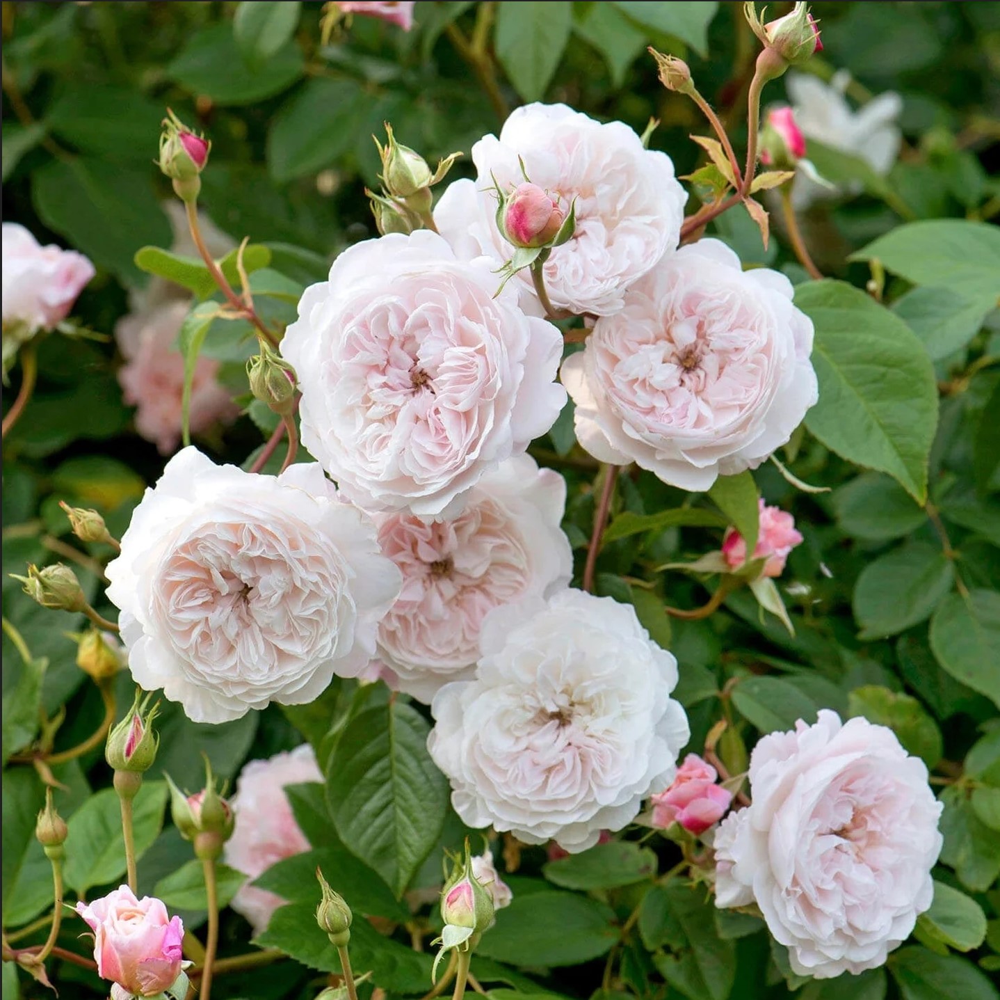 Rose DA The Albrighton Rambler3