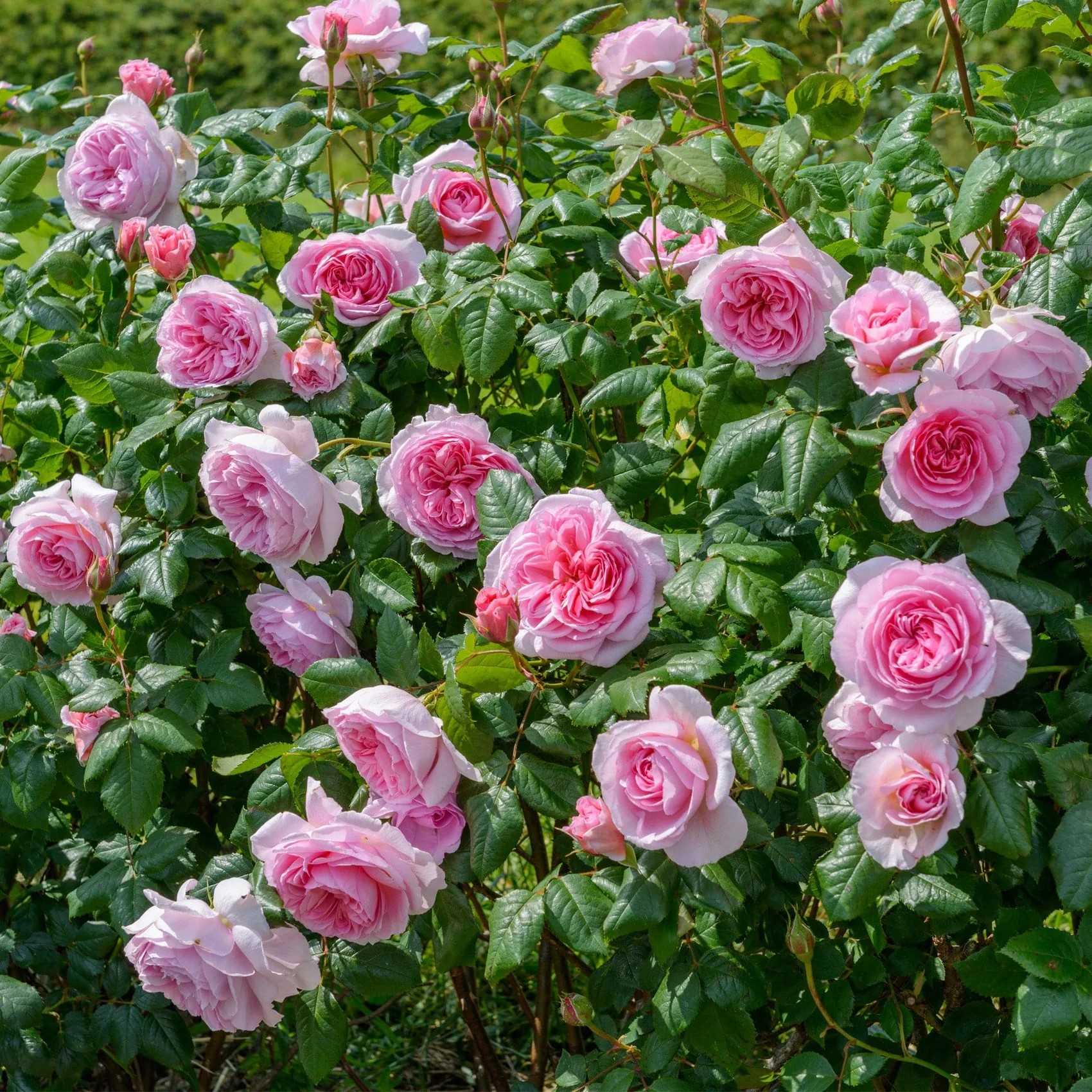 Rose The Ancient Mariner DA3