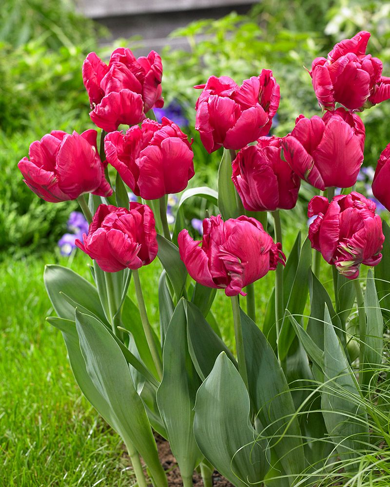 Tulip Cerise Parrotin garden