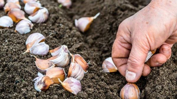 Garlic Planting Header 