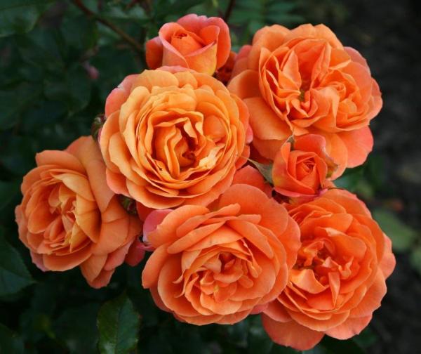 25Phoenix Korrosobi Floribunda Matthews Nurseries Ltd Kordes Rose Selection 1