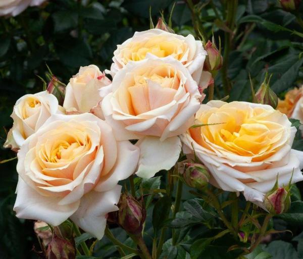 25Better Times Kortimbett Hybrid Tea Matthews Nurseries Ltd 1
