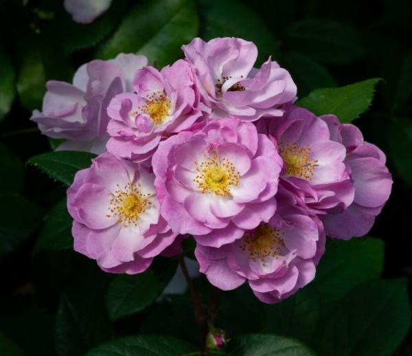 25Lilac Bouquet Chewlilacdays Patio Climber Matthews Nurseries Ltd