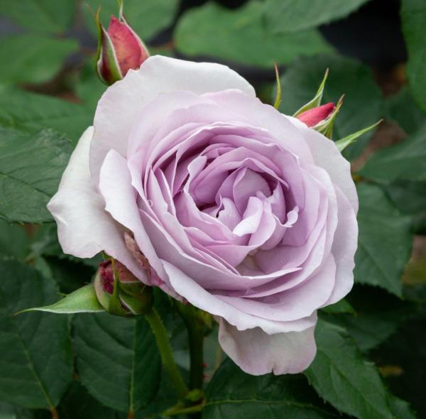 25Frosty Moon Wekcrypeplop Hybrid Tea Matthews Nurseries ltd small
