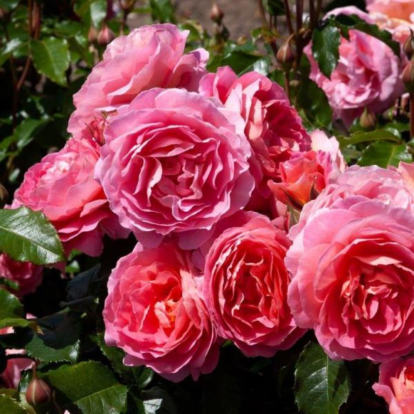 25My Daughter Matther My Rose Collection Matthews Nurseries Ltd 1 crop