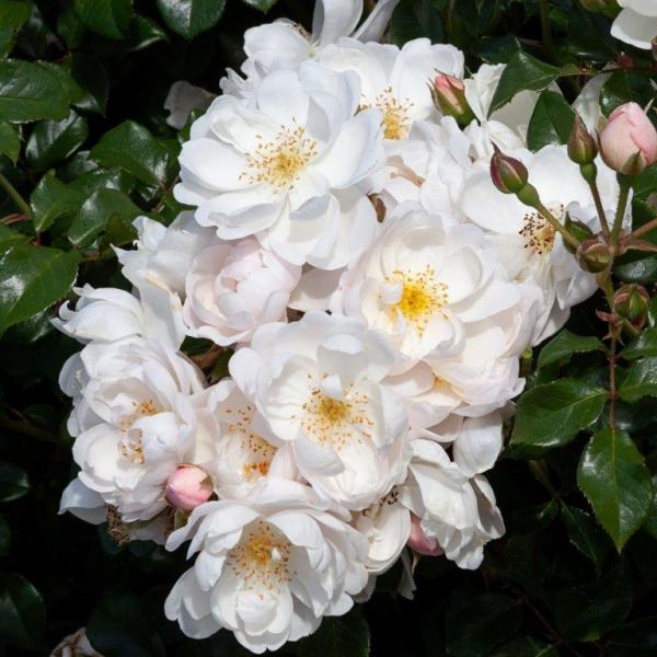 25Twinkle Mattwink Shrublet Matthews Nurseries Ltd 1