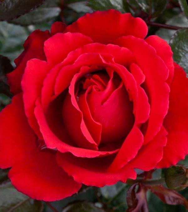 25 Aroha Mattquet Hybrid Tea Matthews Nurseries Ltd 1