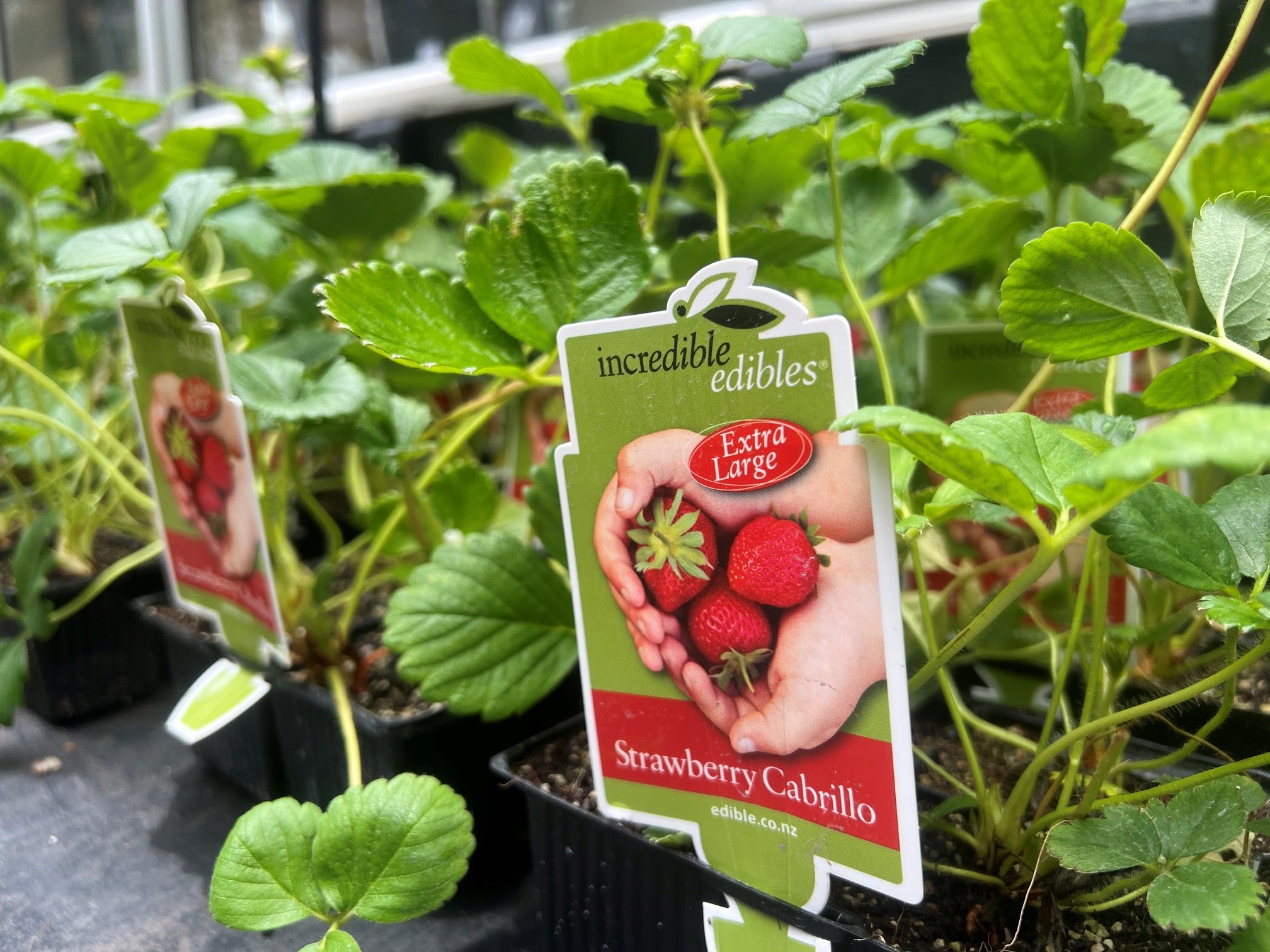Strawberry cabrillo
