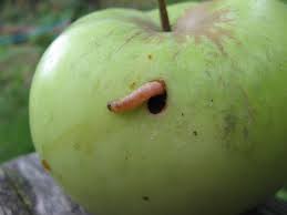 codling moth in apple