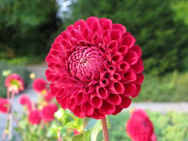 dahlia banner