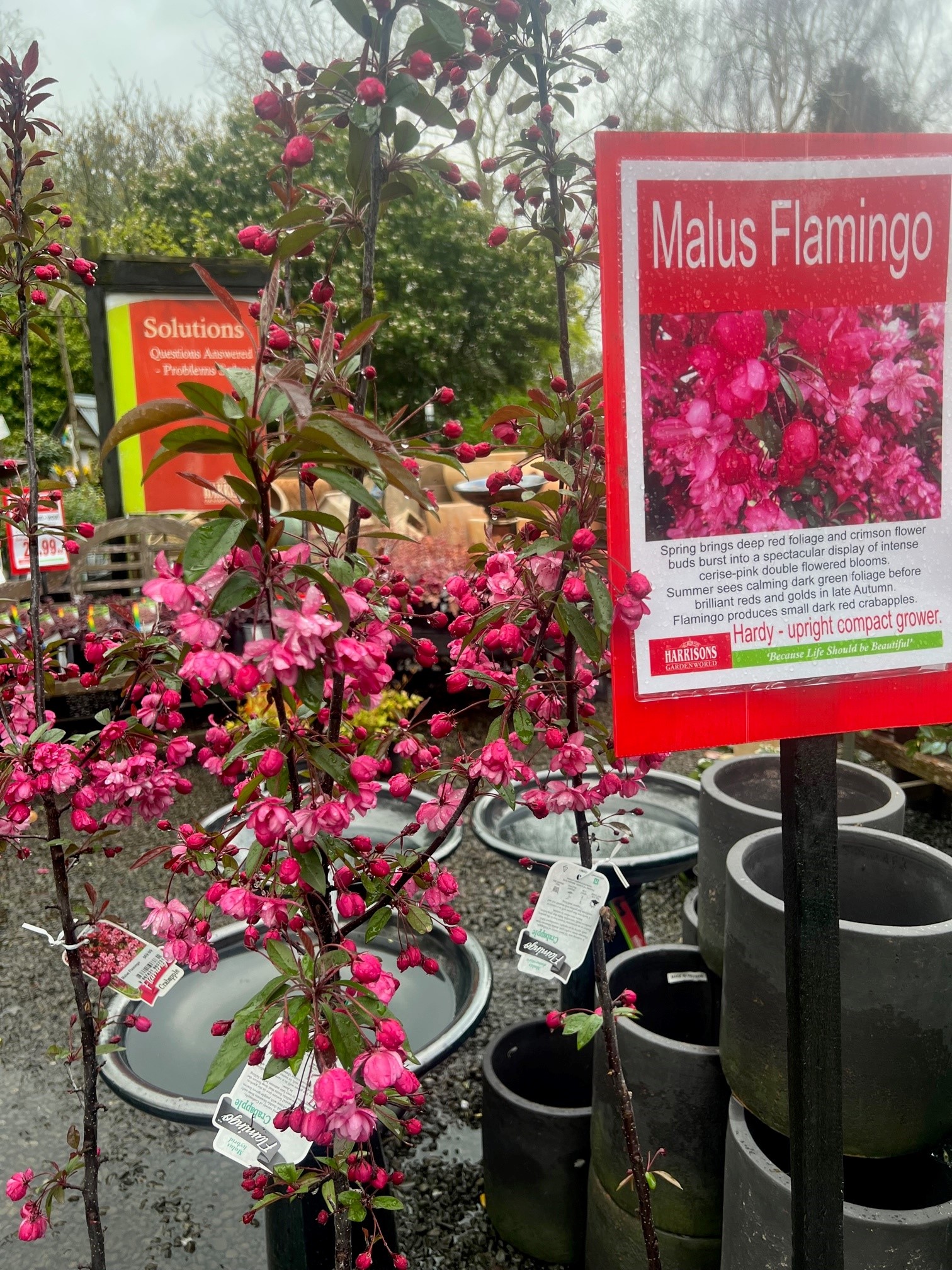 malus flamingo 3