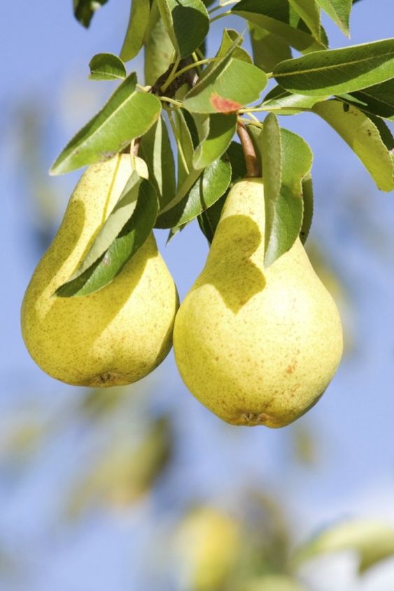 pears2
