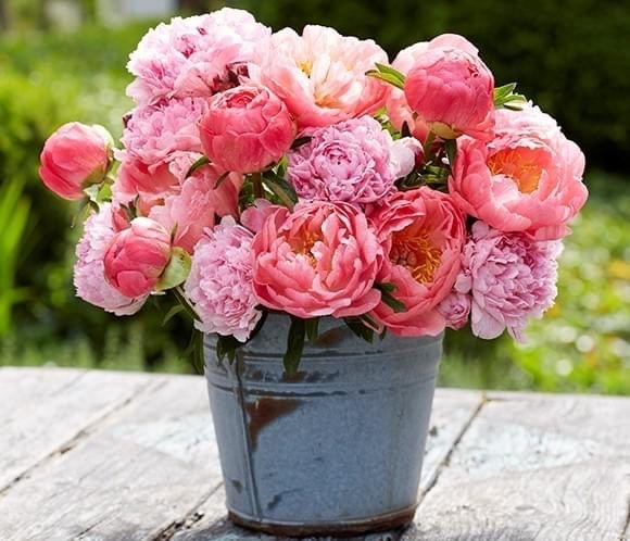 peony blooms in bucket