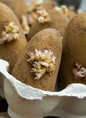 potatoes in egg carton2