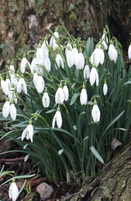 snowdrops4