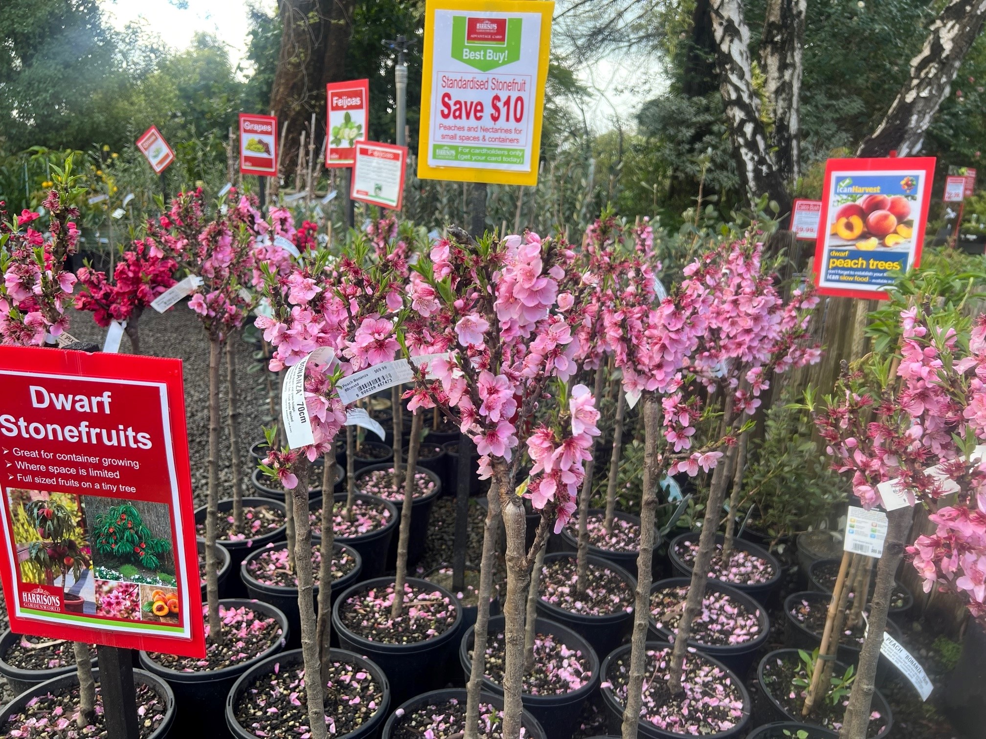 stonefruit dwarf at feilding