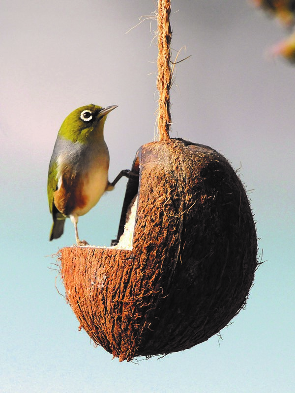 wild bird coconut hanging